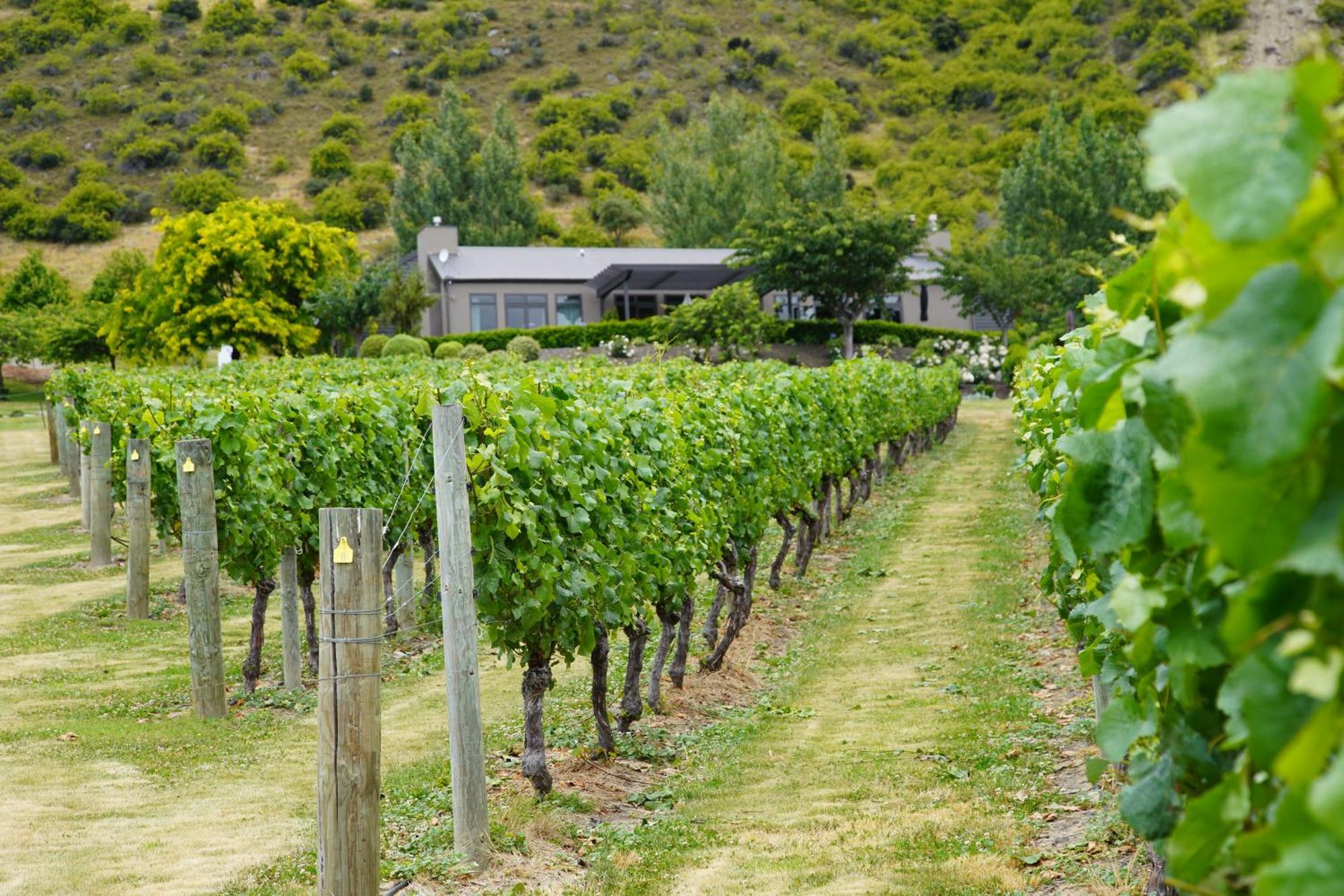 Mt Rosa Lodge Boutique Vineyard Accommodation Wanaka Eksteriør billede