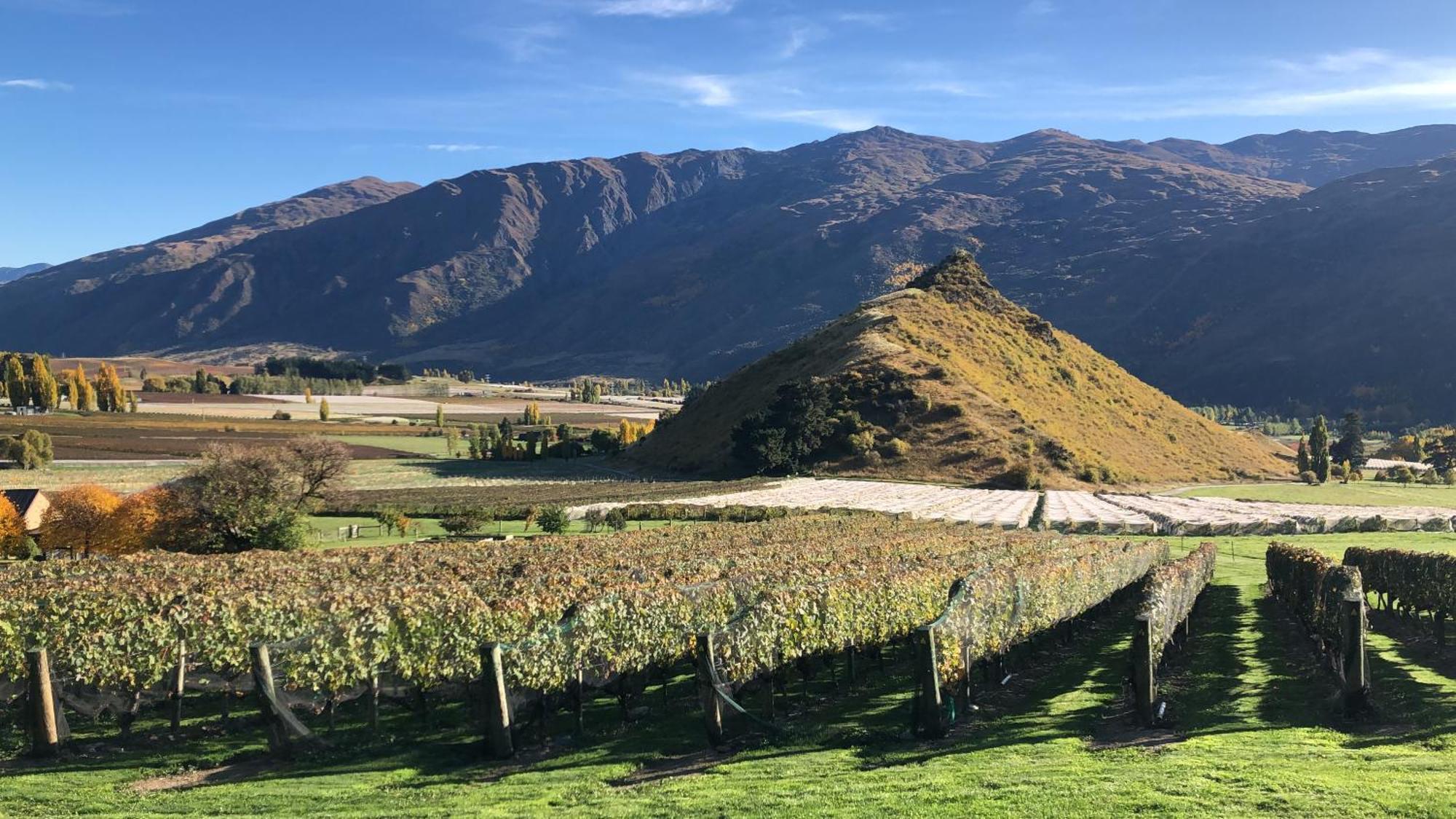 Mt Rosa Lodge Boutique Vineyard Accommodation Wanaka Eksteriør billede