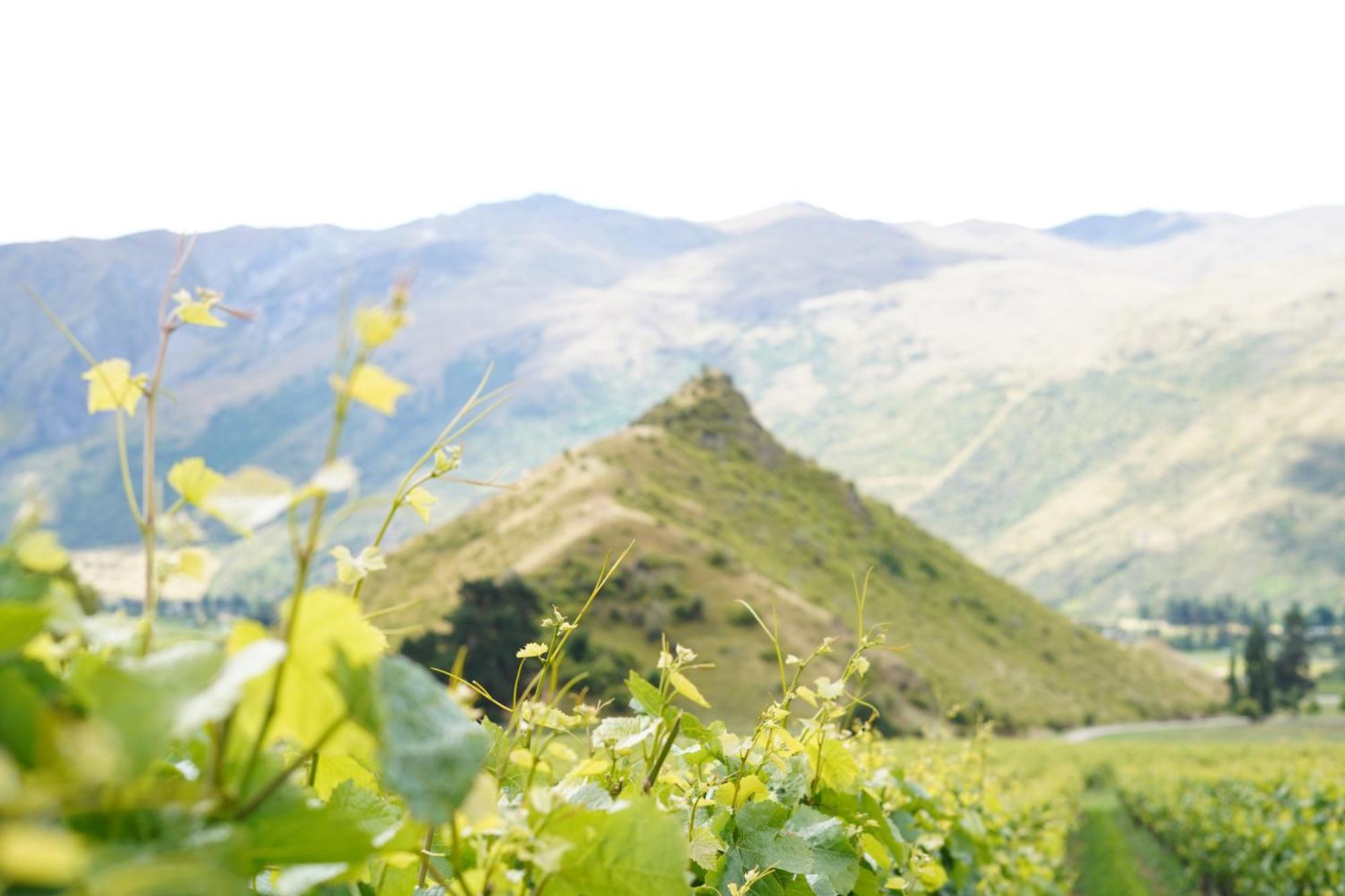 Mt Rosa Lodge Boutique Vineyard Accommodation Wanaka Eksteriør billede