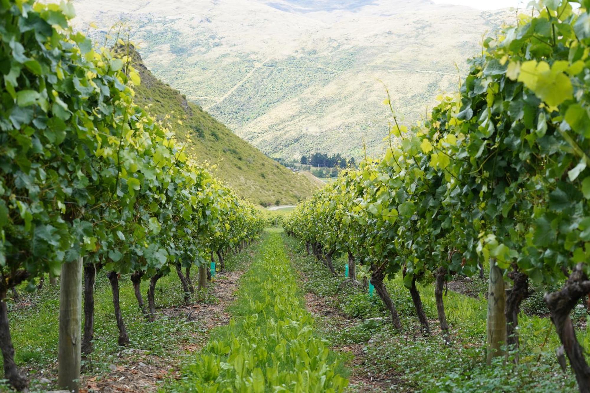 Mt Rosa Lodge Boutique Vineyard Accommodation Wanaka Eksteriør billede