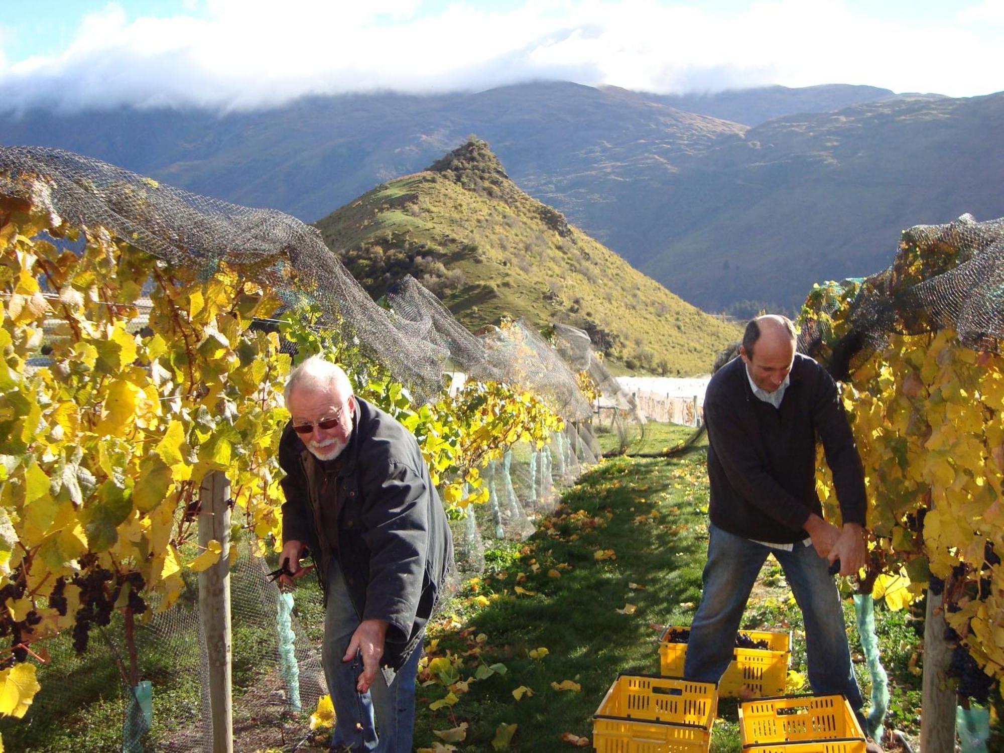 Mt Rosa Lodge Boutique Vineyard Accommodation Wanaka Eksteriør billede